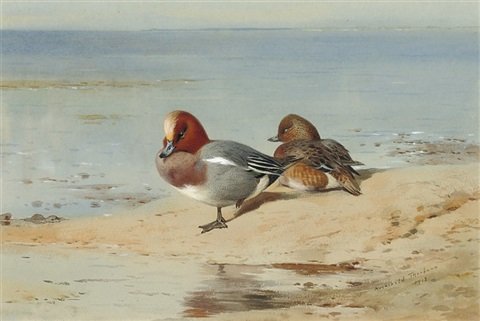 archibald thorburn a pair of widgeon on the shore A4 Photo Print
