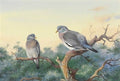 archibald thorburn a pair of wood pigeon perched on a pine A4 Photo Print