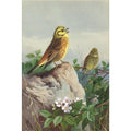 archibald thorburn a pair of yellowhammers A4 Photo Print