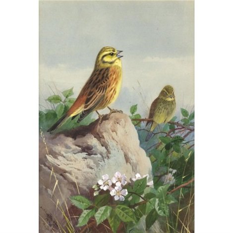 archibald thorburn a pair of yellowhammers A4 Photo Print
