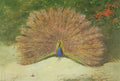 archibald thorburn a peacock and a peacock butterfly A4 Photo Print