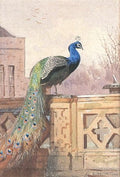 archibald thorburn a peacock on an ornate garden wall lilford hall A4 Photo Print