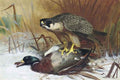 archibald thorburn a peregrine falcon and mallard A4 Photo Print
