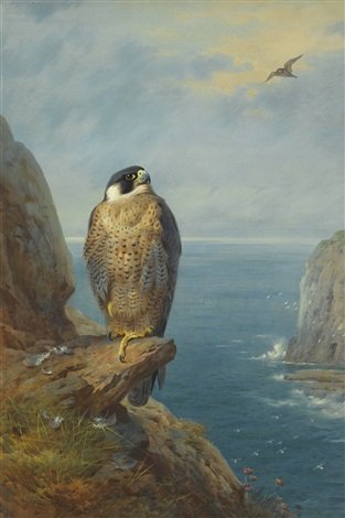 archibald thorburn a peregrine falcon perched on a sea cliff A4 Photo Print