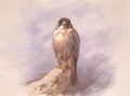 archibald thorburn a peregrine falcon A4 Photo Print