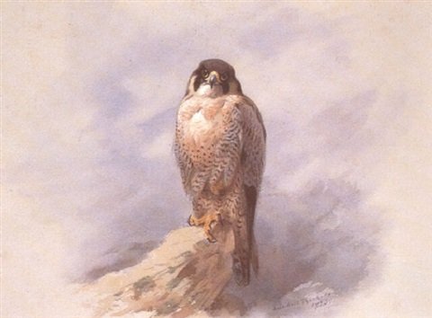 archibald thorburn a peregrine falcon A4 Photo Print