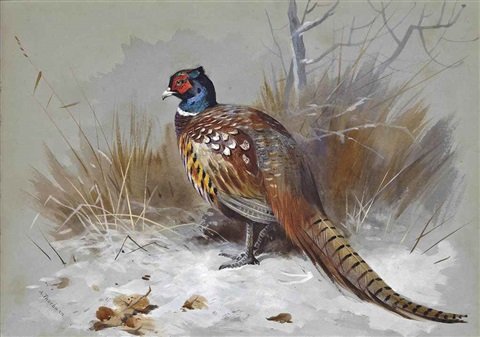 archibald thorburn a pheasant in a landscape A4 Photo Print