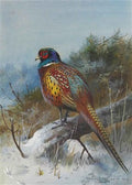archibald thorburn a pheasant in a winter landscape A4 Photo Print