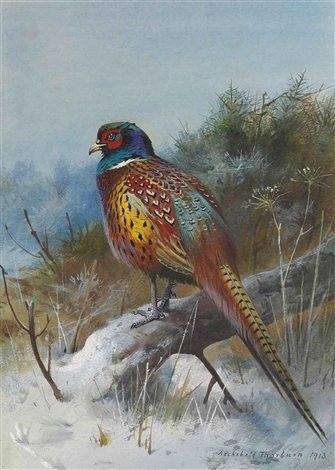 archibald thorburn a pheasant in a winter landscape A4 Photo Print