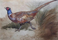 archibald thorburn a pheasant in the undergrowth A4 Photo Print