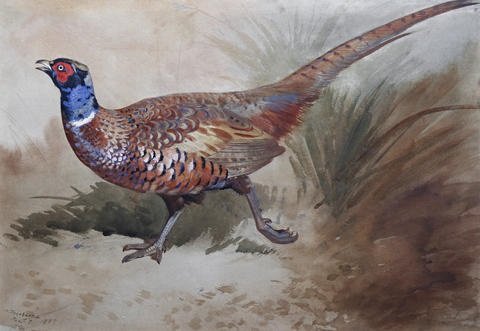 archibald thorburn a pheasant in the undergrowth A4 Photo Print