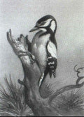 archibald thorburn a pied woodpecker on a tree stump A4 Photo Print