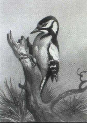 archibald thorburn a pied woodpecker on a tree stump A4 Photo Print