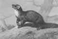 archibald thorburn a pine marten A4 Photo Print