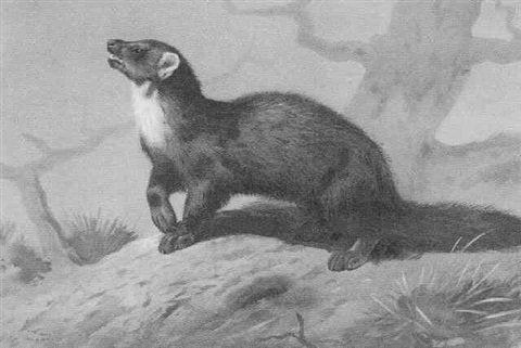 archibald thorburn a pine marten A4 Photo Print
