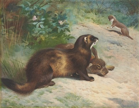 archibald thorburn a polecat a rabbit and a stoat A4 Photo Print