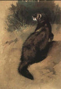 archibald thorburn a polecat A4 Photo Print