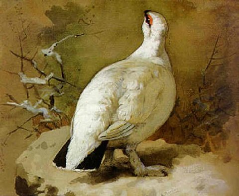 archibald thorburn a ptarmigan in winter A4 Photo Print