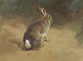 archibald thorburn a rabbit on a bank study for thorburns british mammals A4 Photo Print