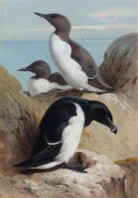 archibald thorburn a razorbill and two guillemots A4 Photo Print