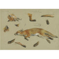 archibald thorburn a recumbent fox study A4 Photo Print