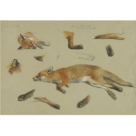 archibald thorburn a recumbent fox study A4 Photo Print