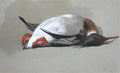 archibald thorburn a red breasted merganser drake A4 Photo Print