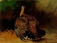 archibald thorburn a red grouse displaying A4 Photo Print