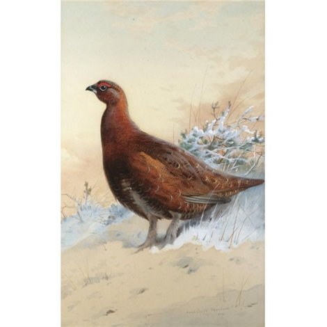 archibald thorburn a red grouse in the snow A4 Photo Print
