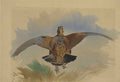 archibald thorburn a red grouse taking off A4 Photo Print