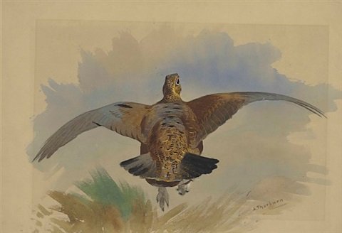 archibald thorburn a red grouse taking off A4 Photo Print