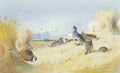 archibald thorburn a red legged partridge and a covey of grey partridges by corn stooks A4 Photo Print