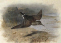 archibald thorburn a reeve in flight A4 Photo Print