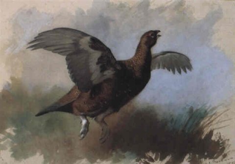 archibald thorburn a rising grouse A4 Photo Print