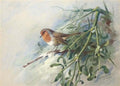 archibald thorburn a robin in mistletoe A4 Photo Print