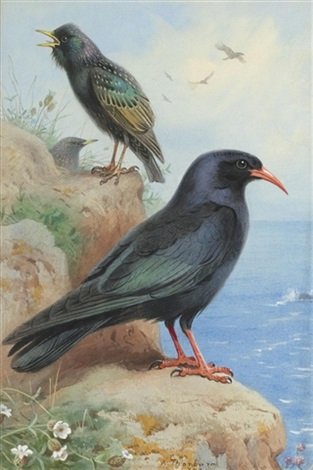 archibald thorburn a rock starling and a common chough A4 Photo Print
