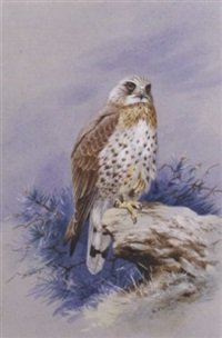 archibald thorburn a rough legged buzzard buteo lagopus A4 Photo Print