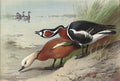 archibald thorburn a ruddy shelduck and a red breasted goose A4 Photo Print
