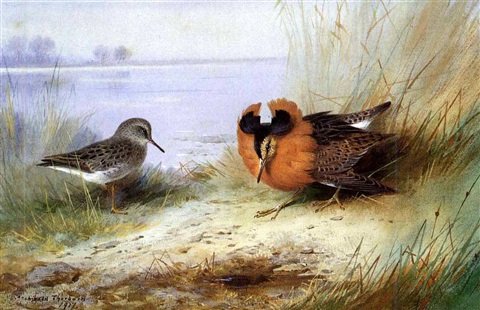 archibald thorburn a ruff and a reeve courtship display A4 Photo Print