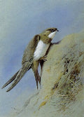 archibald thorburn a sand martin A4 Photo Print