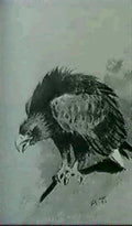 archibald thorburn a sea eagle copy of a naturalists sketch book A4 Photo Print
