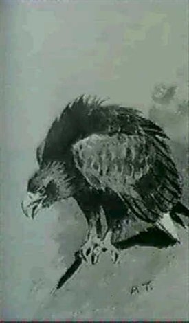archibald thorburn a sea eagle copy of a naturalists sketch book A4 Photo Print