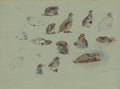archibald thorburn a sheet of studies of grey partridge A4 Photo Print
