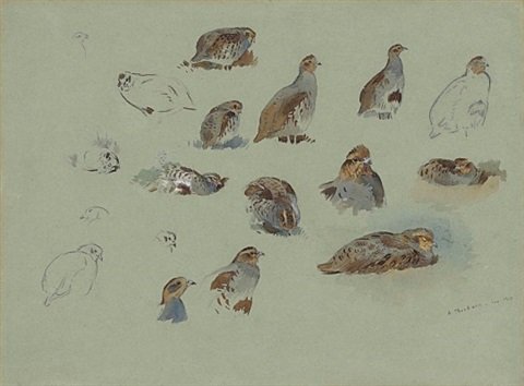 archibald thorburn a sheet of studies of grey partridge A4 Photo Print