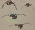 archibald thorburn a sheet of studies of grouse in flight seen from behind A4 Photo Print