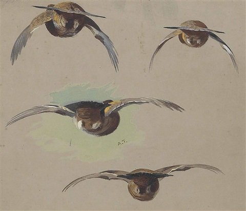 archibald thorburn a sheet of studies of grouse in flight seen from behind A4 Photo Print