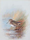 archibald thorburn a snipe amongst reeds A4 Photo Print