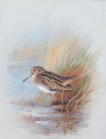 archibald thorburn a snipe amongst reeds A4 Photo Print