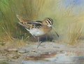 archibald thorburn a snipe at the waters edge A4 Photo Print
