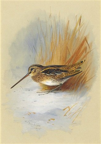 archibald thorburn a snipe by rushes in the snow A4 Photo Print